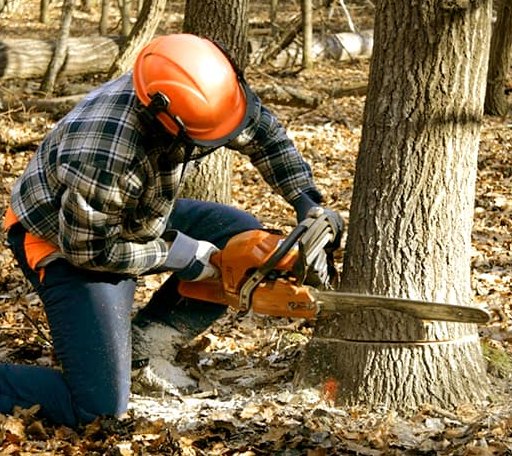 Tree Removal in Big Creek, WV